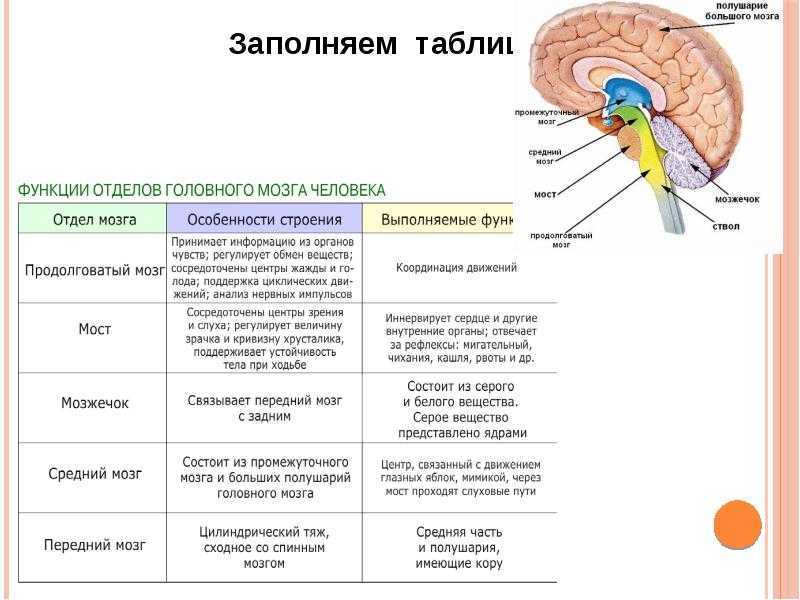 Миндалевидное тело