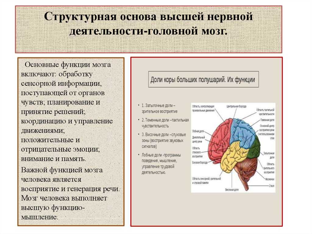 Нарисуйте схему коры больших полушарий и укажите участки составляющие мозговую основу речи