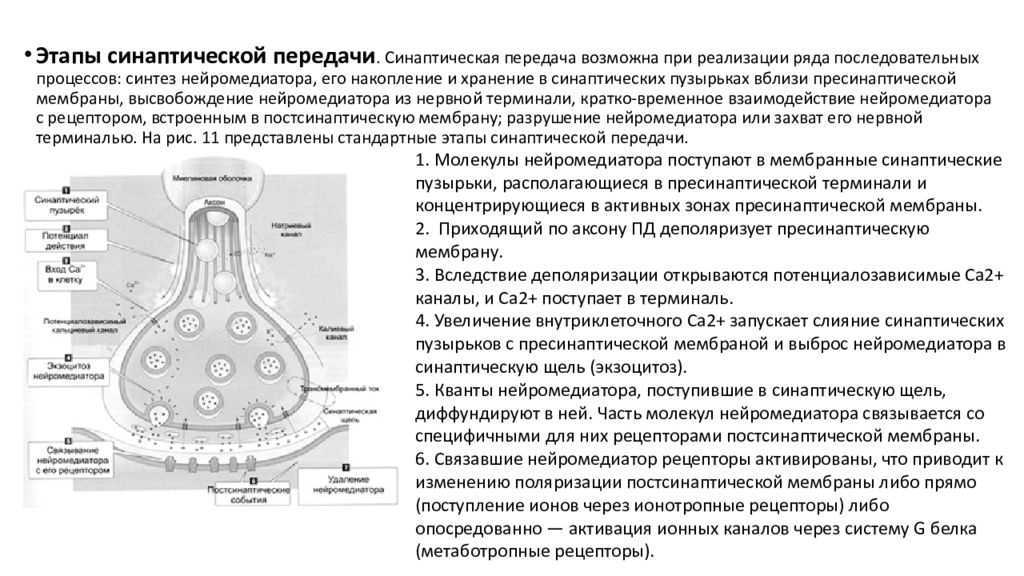 Рассмотрите рисунок холинергического синапса что обозначено цифрами