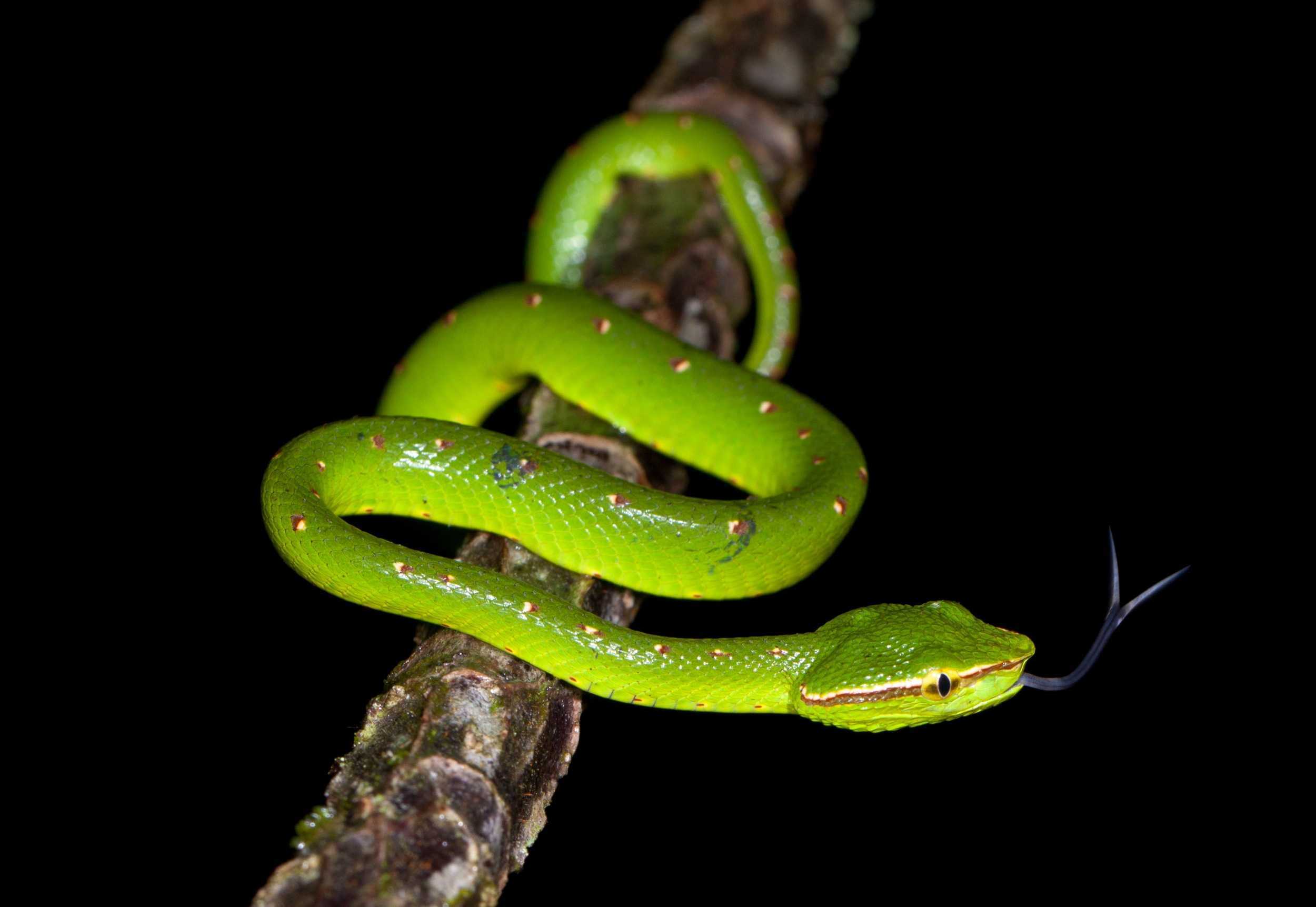 К чему снится кусает змея за ногу. Зеленый змей. Маленькая змея. Маленькая зеленая змея. Снятся змеи зеленые.
