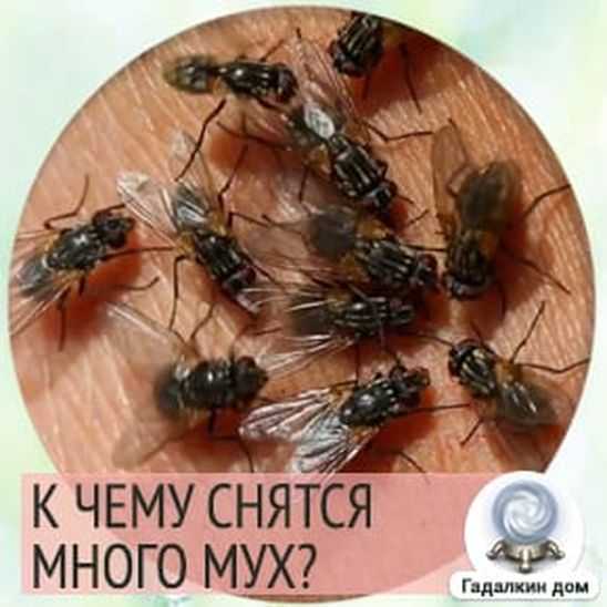 Сон муха большая. Много мух. Приснились мухи. К чему снится Муха большая. Мухи во сне к чему.