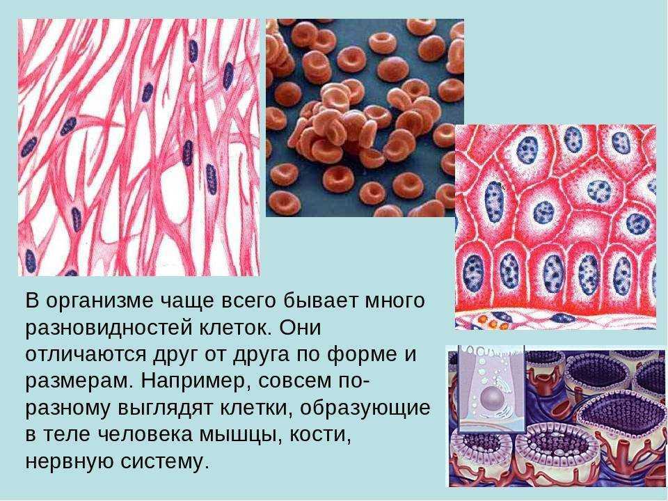 Клетки человека составляет. Разнообразие клеток организма человека. Многообразие клеток человека. Виды человеческих клеток. Разнообразие клеток живых организмов.