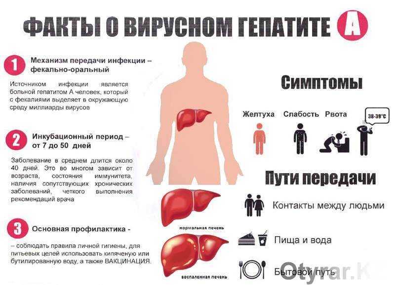 Гепатит б симптомы у мужчин первые признаки фото