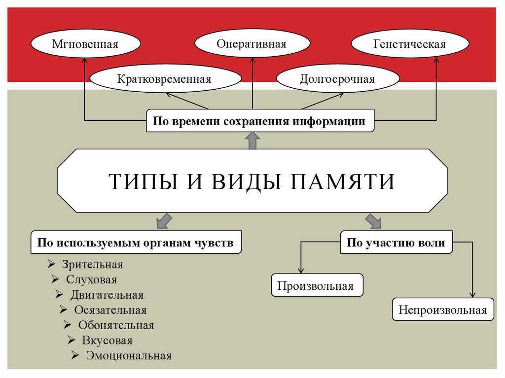 Заполните схему виды памяти