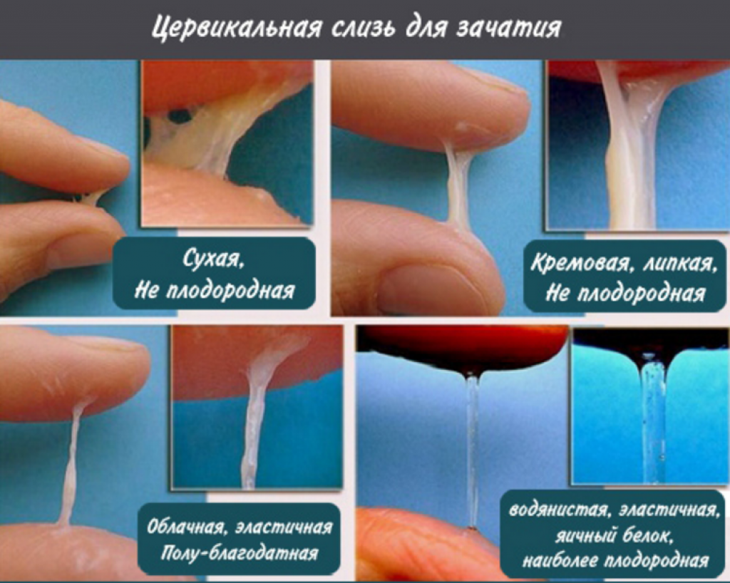 Что такое овуляция простыми словами фото