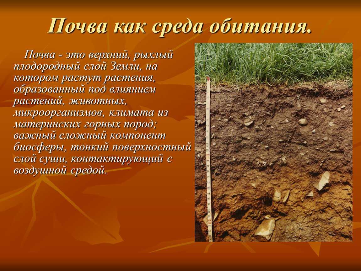 Как понять какая почва. Почва. Почва как среда обитания. Почва презентация. Доклад про почву.