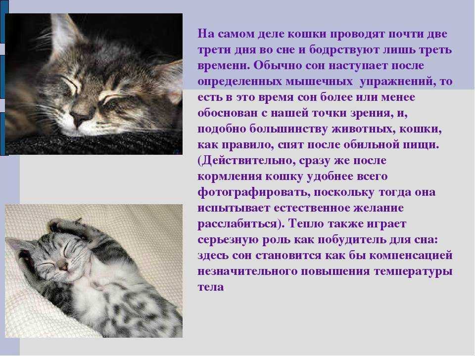 К чему снятся кошки женщине - pet-mir.ru