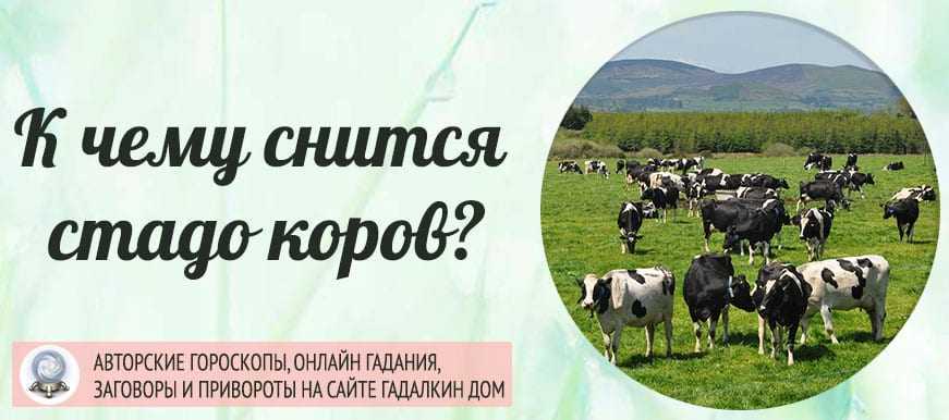 Снится черный бык: что говорит об этом сонник, детали и толкования