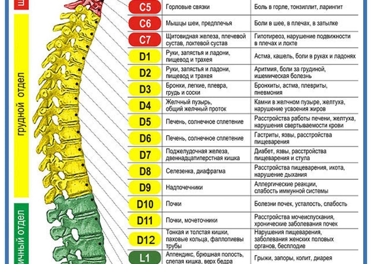 может при остеохондрозе болеть в области груди фото 41