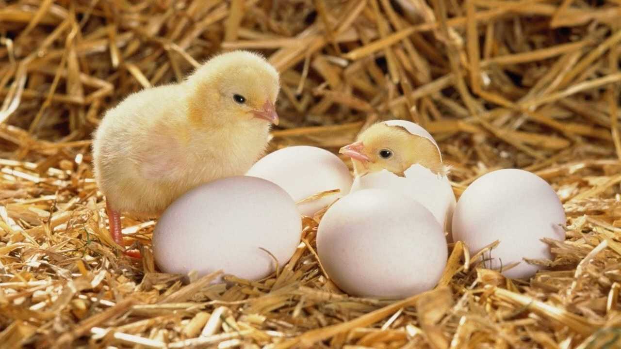 Сонник: снятся маленькие цыплята и курица - к чему видеть их много во сне?