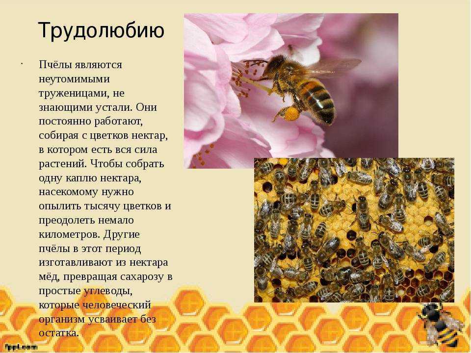 Кто входит в состав семьи медоносных пчел. Интересные факты об ПЧЕЛХ. Интересные факты о пчелах. Интересные факты о пчеловодстве. Тема пчел для презентации.