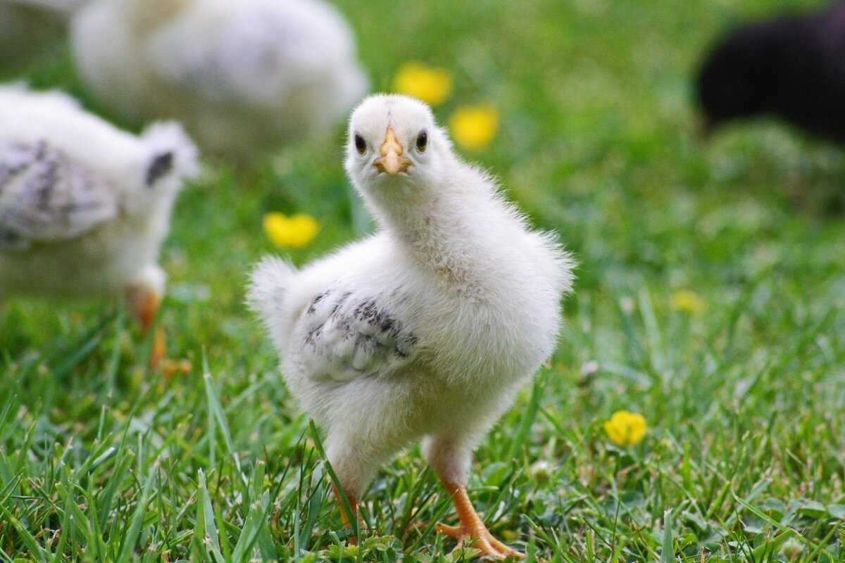 К чему снятся цыплята? основные толкования разных сонников – сон про одного или нескольких цыплят
