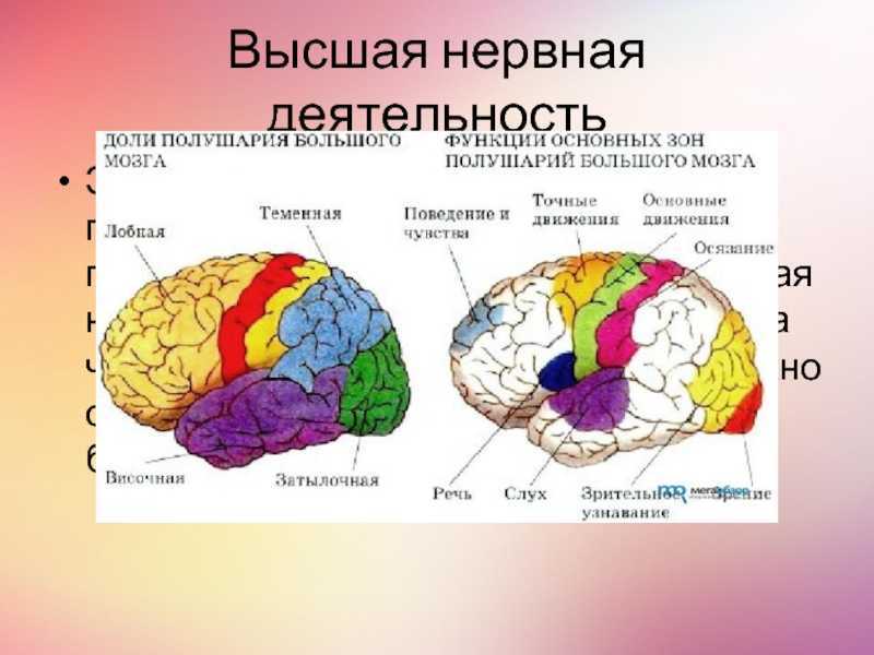 Общий план строения коры больших полушарий