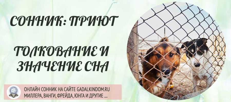 Кормил собак сонник. Сонник собака. Приют собак в Новогиреево. К чему снится собака. Сонник приютить собаку.