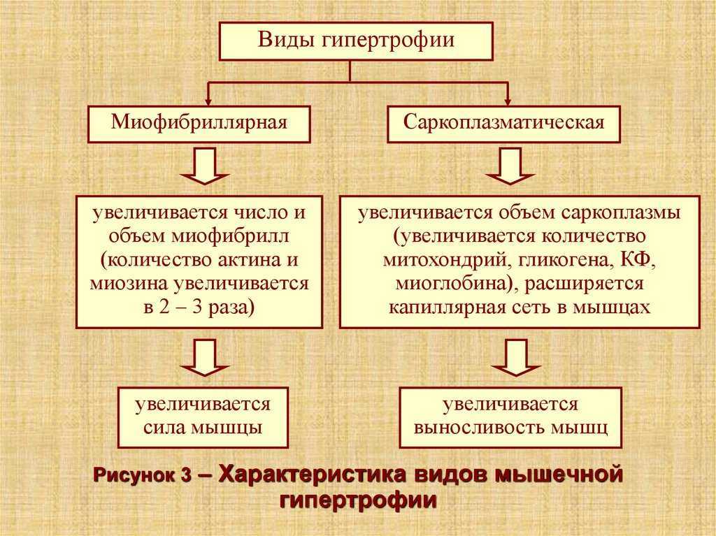 Типы мышечных волокон! какие бывают мышечные волокна
