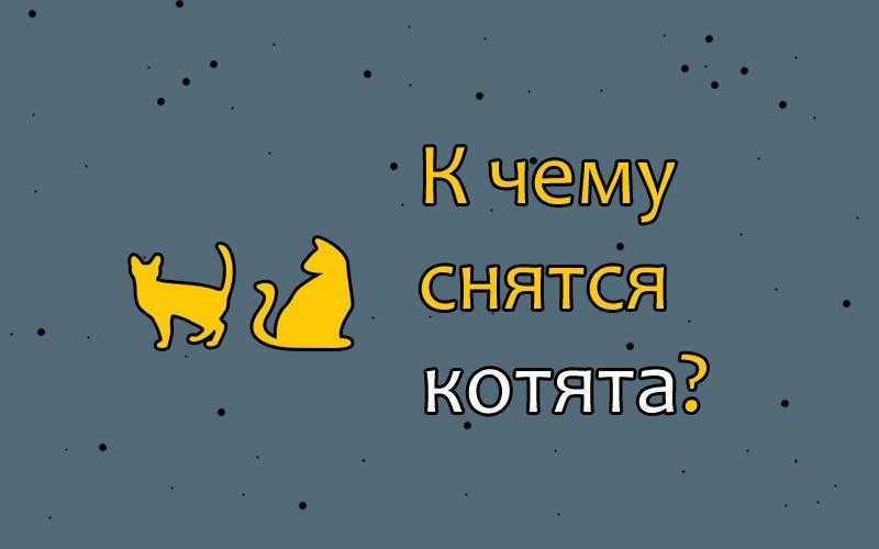 Сонник кот. Приснился котёнок к чему. К чему снятся снятся котята. К чему снятся коты женщине. К чему снятся котята женщине.