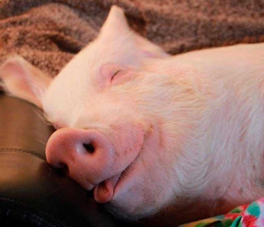 К чему снится свинья?