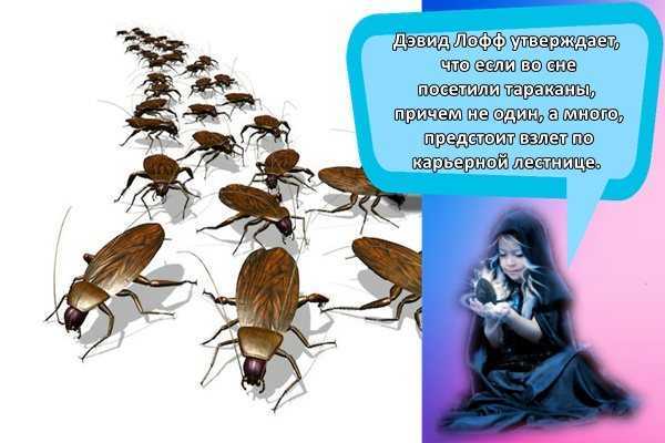К чему снятся тараканы много и живые - приснились тараканы женщине, мужчине, трактовка сонниками