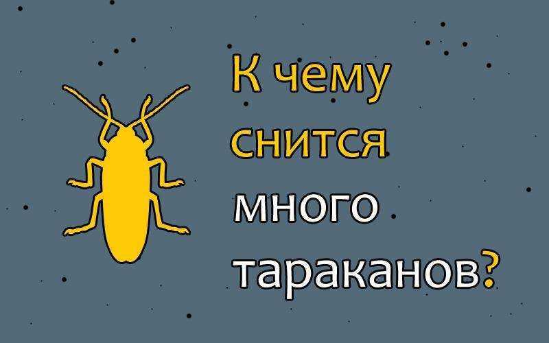К чему снятся тараканы во сне женщине - бегающие, много, живые, подробное толкование