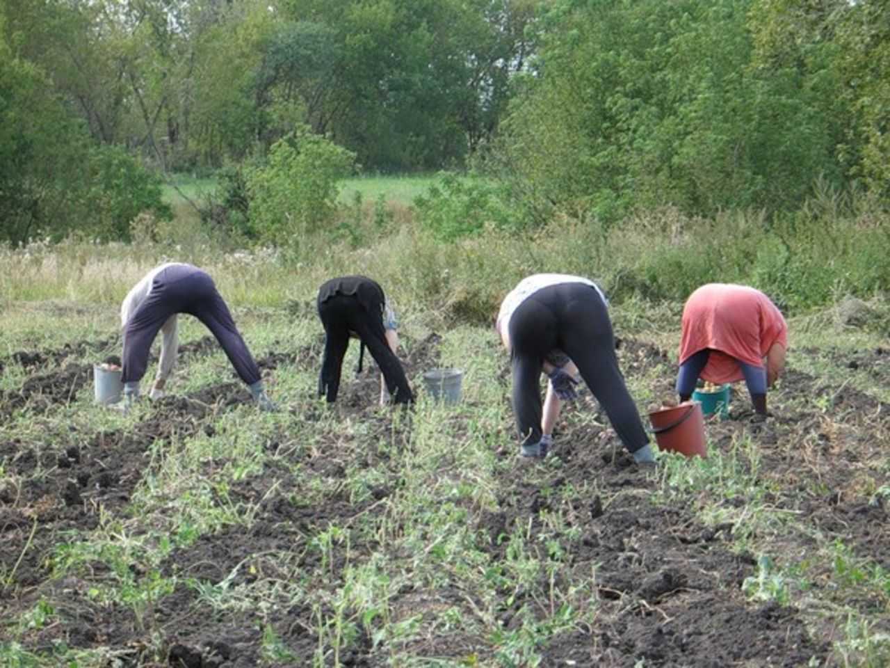 К чему снится картошка? сонник картофель приснился во сне