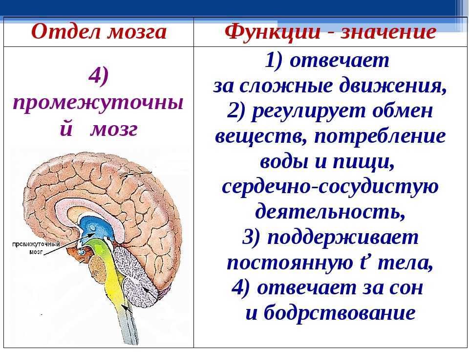 Гипоталамус: функции, строение, нарушения