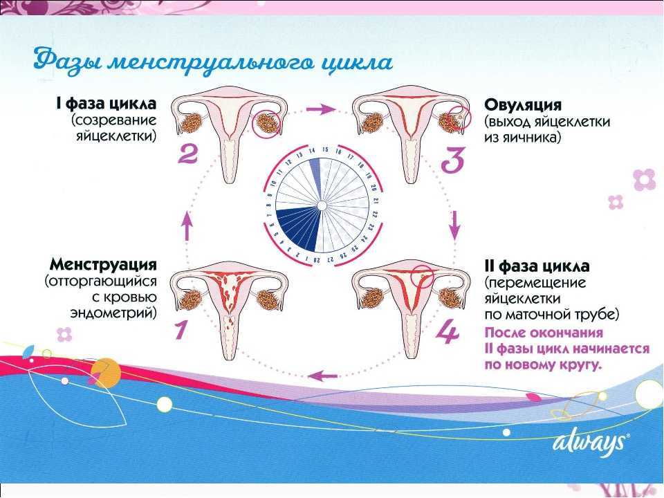 Женский цикл картинка