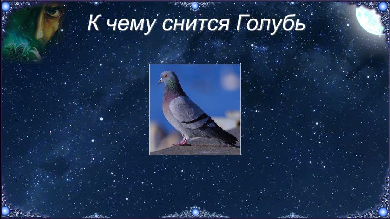 К чему снится белый голубь? сонник - белые голуби во сне.