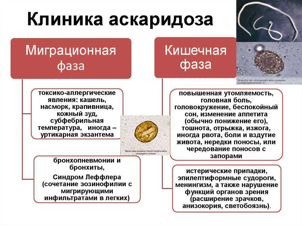 Хронический аскаридоз схема лечения