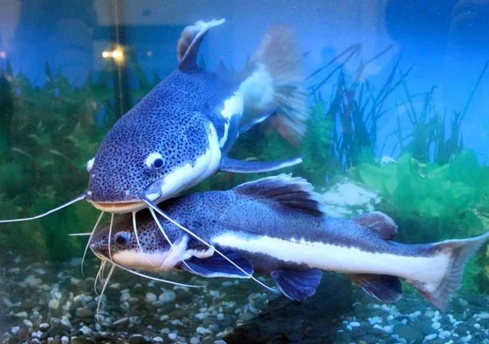Виден сом. Фрактоцефалус краснохвостый. Синяя рыбка аквариумная сомик. Сомики синие аквариумные. Сомик перевертыш аквариумный.
