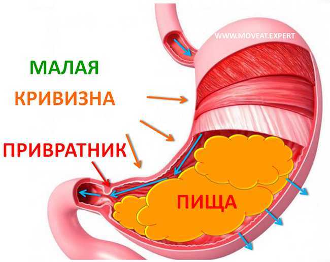 Необходимая информация до и при приеме у гастроэнтеролога