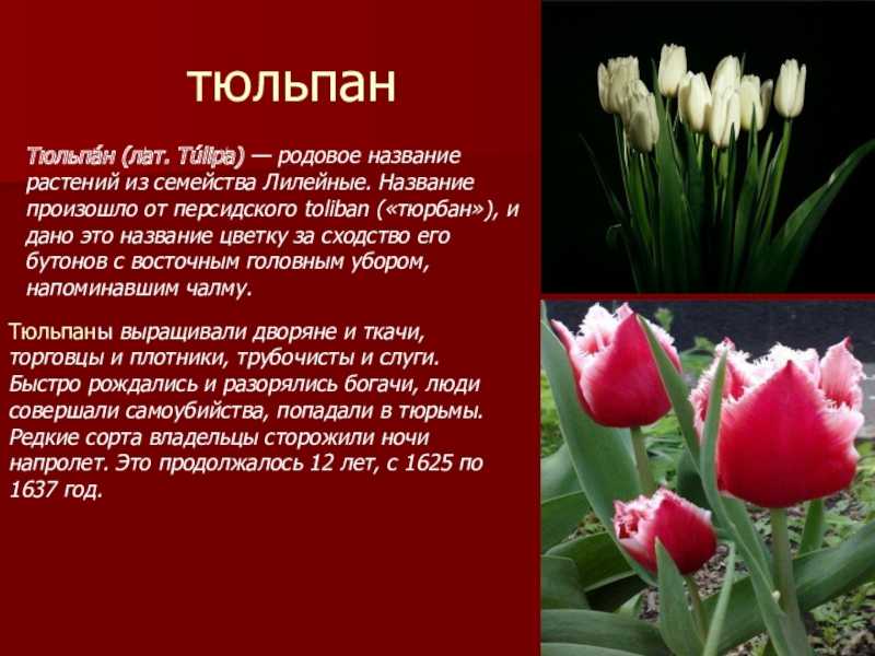 Тюльпан урал фото и описание