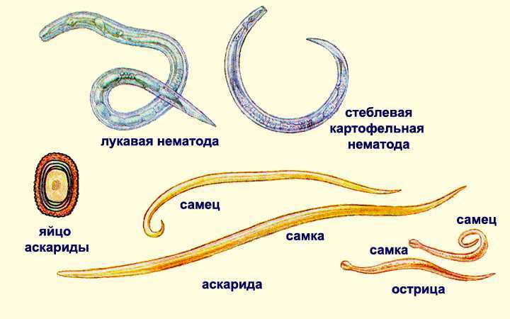 Нематоды круглые черви. образ жизни и среда обитания нематодов | животный мир