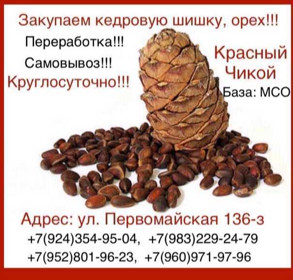 Польза кедровых орехов — 10 доказанных свойств для организма, а также вред и противопоказания