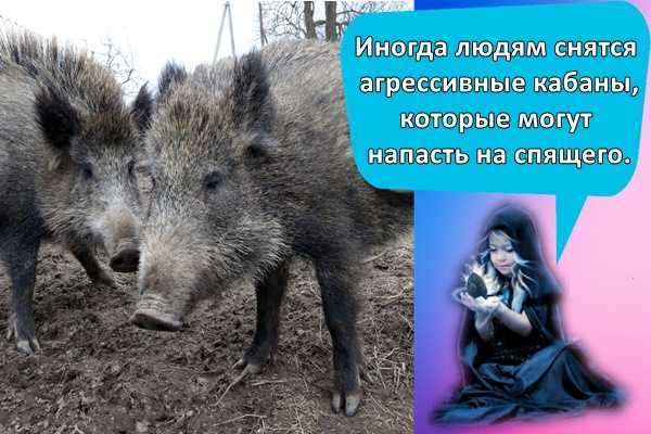 К чему снится крыса – объяснение значения сна :: инфониак
