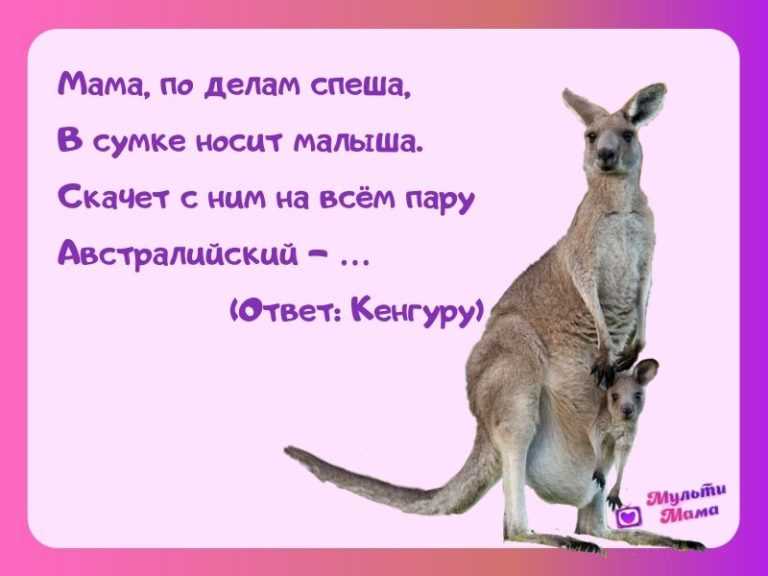 К чему снится кенгуру: толкование сонников 💗 сонники и сны