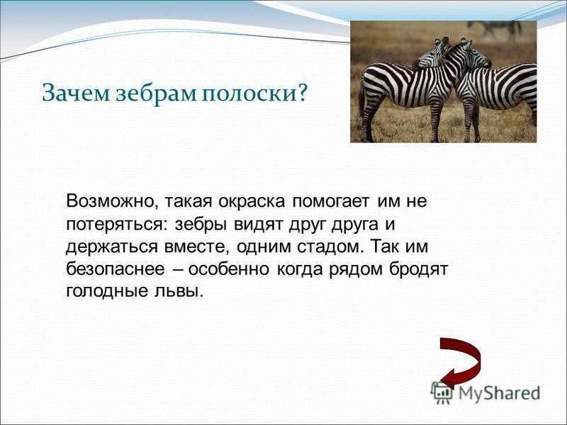 Зебра сонник, увидеть зебру во сне
